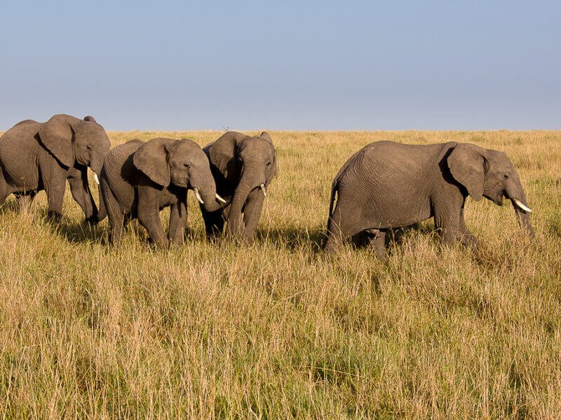 3 Day Masai Mara Road Safari