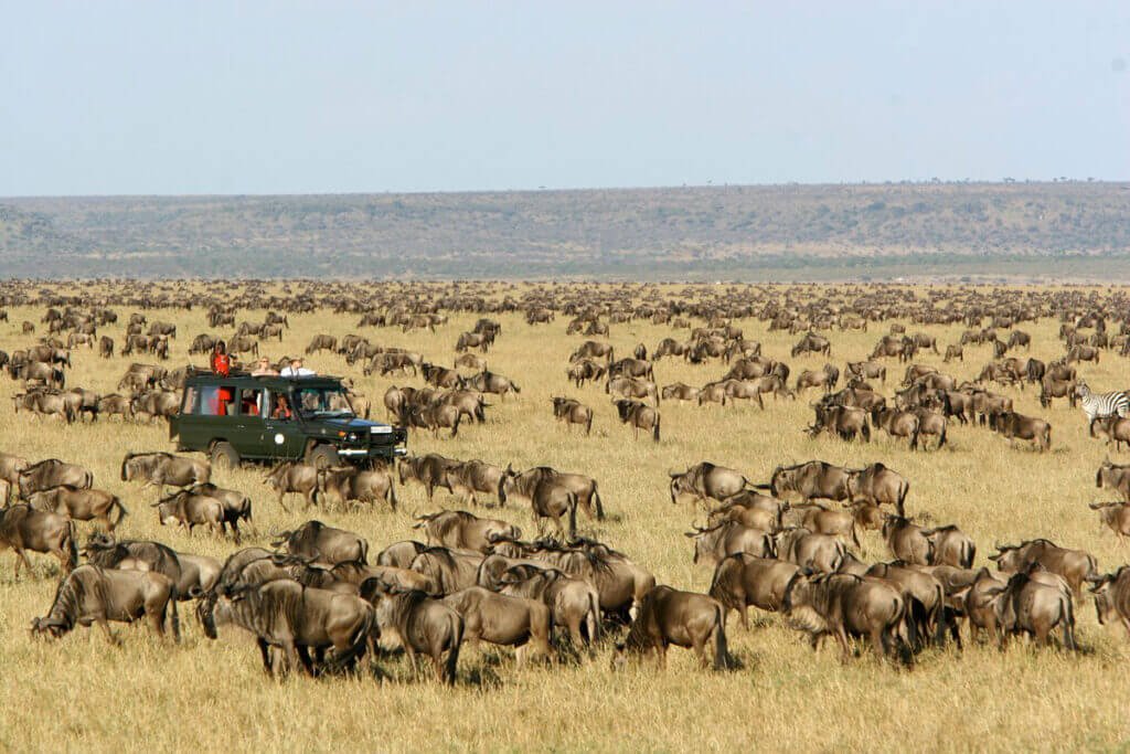 3 Day Masai Mara Road Safari