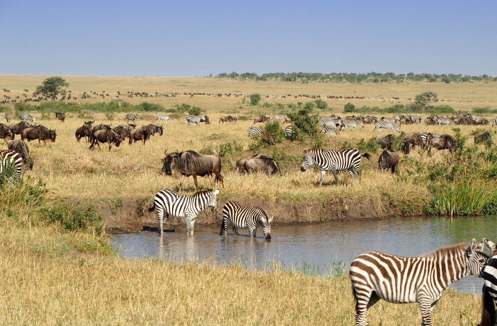 zebra in the field under blue sky